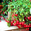 G�rsel 3