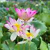G�rsel 2