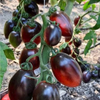G�rsel 4