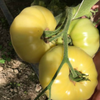 G�rsel 2
