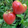 G�rsel 3