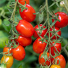 G�rsel 2