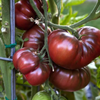 G�rsel 1