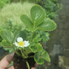 G�rsel 1