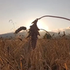 G�rsel 2