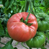 G�rsel 1
