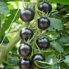 G�rsel 1
