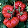 G�rsel 1