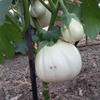 G�rsel 2