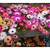 G�rsel 2