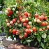 G�rsel 2
