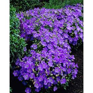 1000+ Adet Pembe �an �i�e�i Tohumu