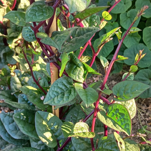 20+ Adet K�rm�z� Malabar Ispanak Tohumu- Geleneksel