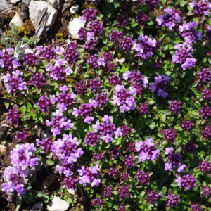 500+ Adet Yabani Da� Keki�i Tohumu - Limon kokulu Geni� yaprakl�