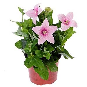 Pembe Balon �i�e�i Tohumu