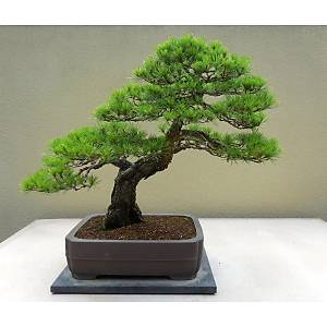 10 Adet Japon K�rm�z� �am� Bonsai Tohumu
