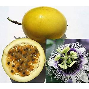 5 Adet Passiflora Flavicarpa Sarma��k Tohumu- Sar� Lezzetli Meyveler