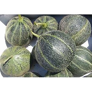 10+ Adet Z�mr�t Ta�� Kavun Tohumu