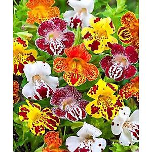 300+ Adet Tiger Monkey Kar���k Renk �i�ekli Bitki Tohumu-Farkl� �i�ekler