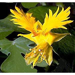 5 Adet Kanarya Sarma���� Tohumu