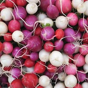 50+ adet Paskalya Yumurtas� Kar���k Renkli Turp Tohumu