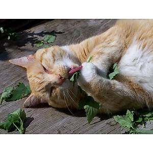 200+ Adet Kedi Nanesi Tohumu