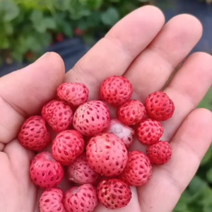 10 Adet Osmanl� �ile�i Fidesi - A��k k�k - Endemik �ilek T�r� - Yeni al�nan taze fideler