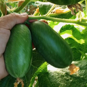 10+ Adet Bodur Badem  Salatal�k Tohumu - Geleneksel