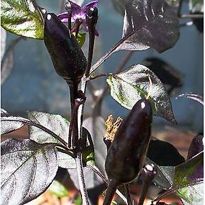 5 Adet Royal Black- Siyah Mini �ili Ac� Biber Tohumu