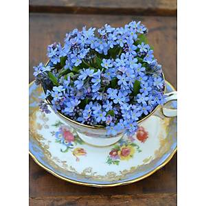 Bodur �i�ekli Beni Unutma Bitkisi Tohumu