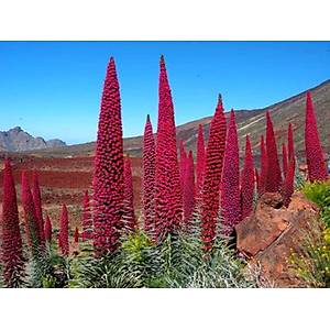 10+ Adet Dev Pembe M�cevher Kulesi Bitkisi Tohumu- �ok Nadir