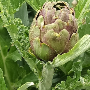 10+ Adet Atal�k Bayrampa�a Enginar Tohumu