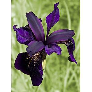 Siyah S�sen Tohumu- 5 Tohum- Nadir- �d�ll�