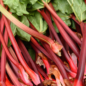 10+ Adet Rhubarb Pembe Victoria Tohumu- Ravent