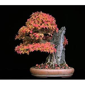 10 Adet Trident Maple- Acer Buergerianum Bonsai Tohumu