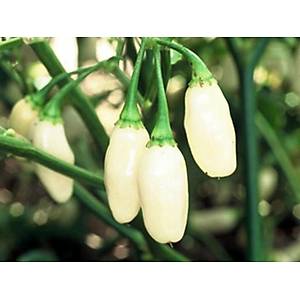 10+ Adet Beyaz Habanero �ok Ac� Biber Tohumu- D�nyan�n En Ac� Biber T�rlerinden