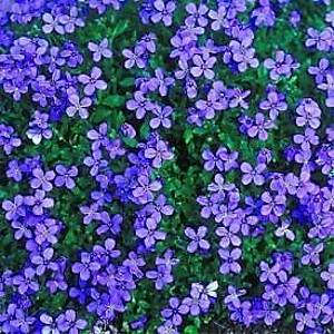 100+ Adet Aubrieta Mavi �i�ekli Yer �rt�c� Tohumu