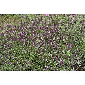 B�y�k Yaprakl� Kekik Tohumu