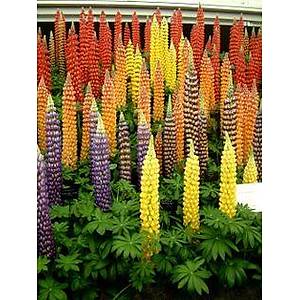 15+ Adet Dev Lupin �i�e�i Tohumu-Rengarenk �i�ekler