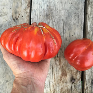 10+ Adet �tallyan Canestrino Di Lucca Domates Tohumu - Atal�k T�r