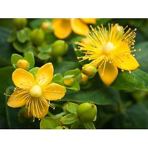 500+ Adet Sar� Kantaron Otu Tohumu �ifal� Ye�illik- K�l�� Otu Tohumu