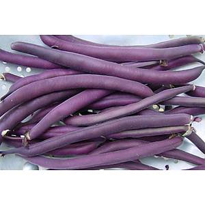 10+ Adet Geleneksel Mor �al� Fas�lyesi Tohumu