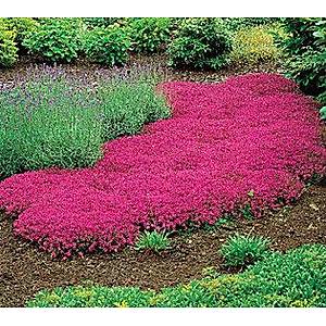 500+ Adet Creeping Thyme Yay�l�c� Kekik Tohumu