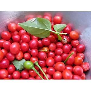 10+ Adet Chiltepin Mini Chili Biberi Tohumu
