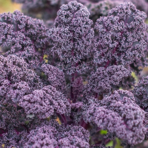 50+ adet K�rm�z� Kale Sebzesi Tohumu