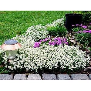 500+ Adet Alyssum Beyaz �i�ekli Kar Bah�esi Tohumu