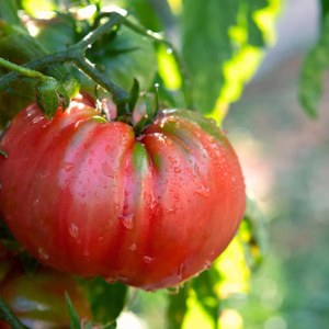 10+ Adet Abe Lincoln Biftek Domates- S�r�k Tipi Domates