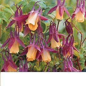 Mor Haseki K�pesi Tohumu