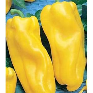 10+ Adet �talyan Nocera Giallo Tatl� Biber Tohumu