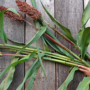 10+ Adet Pekmezlik �eker Sorgumu Tohumu - Osmanl� D�neminde Islah Edilen T�r